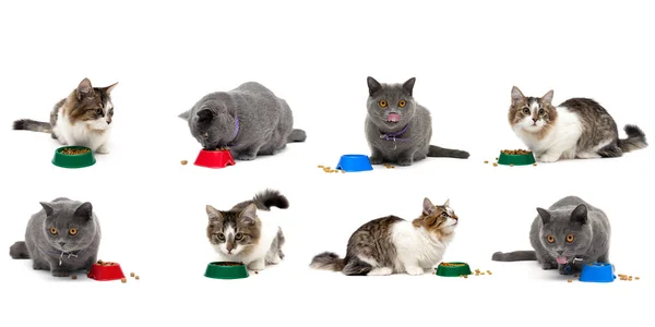Katten eten droog voedsel op een witte achtergrond Rechtenvrije Stockfoto's