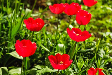 güneş ışığı altında arka plan güzel çiçekler