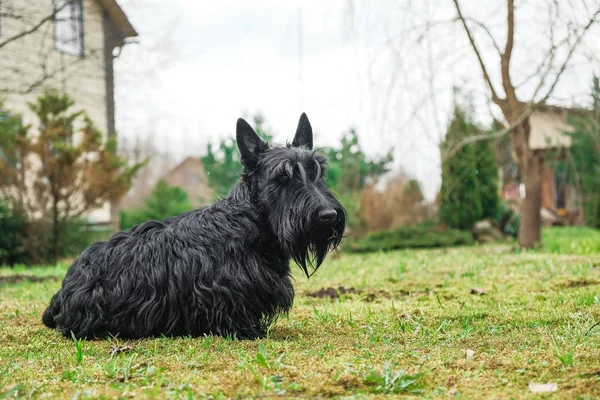 Grappige ondeugende hond — Stockfoto