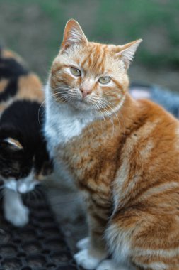 köy oynarken vahşi kediler