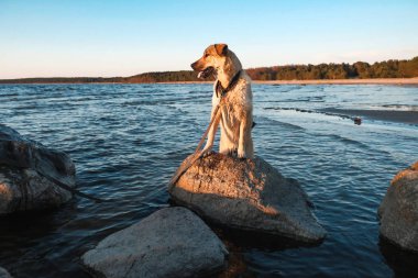 köpek yavrusu Golden Retriever-gün batımında denizde komik resimler