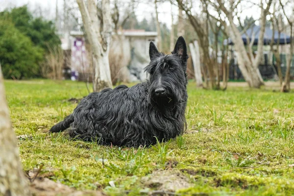 Fun black Scotch Terrier jumping in the grass — Stock Photo, Image