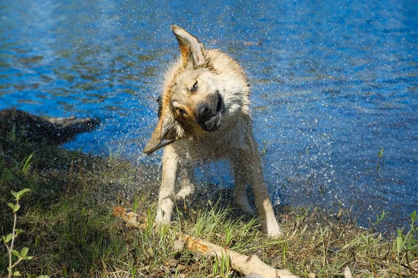 dog shakes off from the water