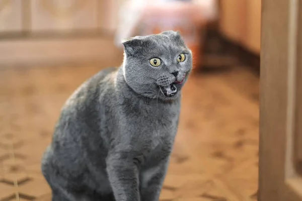 スコティッシュフォールド猫の肖像画 — ストック写真