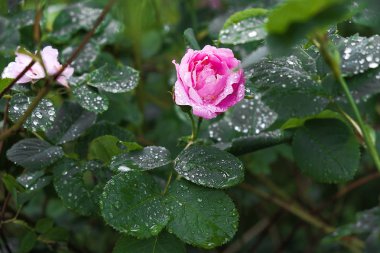 damla yaprakların üzerine güzel çiçekler