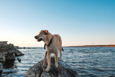 köpek yavrusu Golden Retriever-gün batımında denizde komik resimler