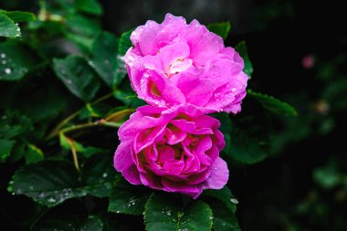 damla yaprakların üzerine güzel çiçekler