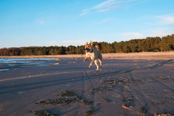 รูปตลกของลูกสุนัข Golden Retriever ที่พระอาทิตย์ตกบนทะเล — ภาพถ่ายสต็อก