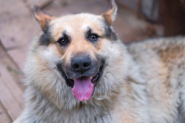 Evin oturan rustik üzgün köpek