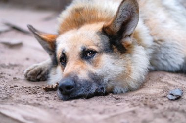 Evin oturan rustik üzgün köpek