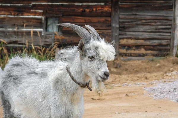 Photo cute rustic goat from close range — Stock Photo, Image