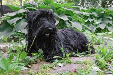 eğlenceli siyah İskoç Terrier otların arasında atlama