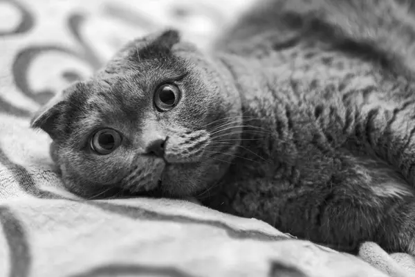 Bellissimo ritratto di un gatto pieghevole scozzese — Foto Stock