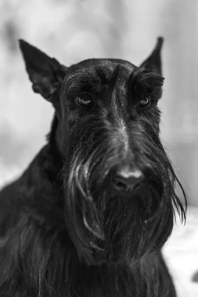Gyönyörű portré egy vicces skót terrier — Stock Fotó