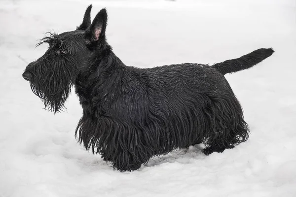 Černý pes na bílém sněhu na Štědrý den — Stock fotografie