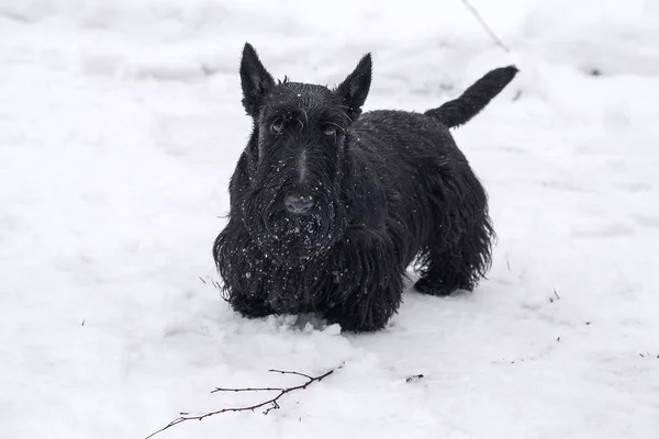 Černý pes na bílém sněhu na Štědrý den — Stock fotografie