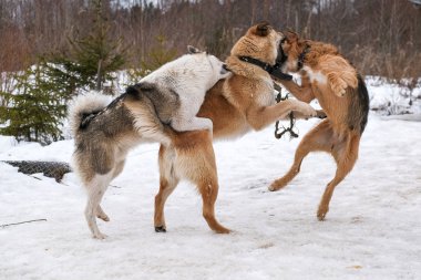 şehir dışında karda oynarken büyük köpekler
