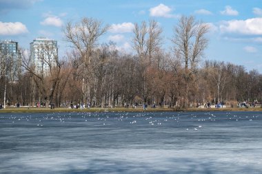 Martılar şehir parkında buzun üzerinde otururlar.