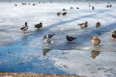 Park 'ta buzdaki güvercinler ve ördekler