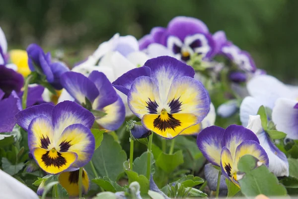 Flores viola con caras malvadas en ellos —  Fotos de Stock