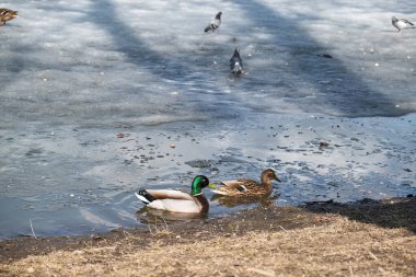Park 'ta buzdaki güvercinler ve ördekler