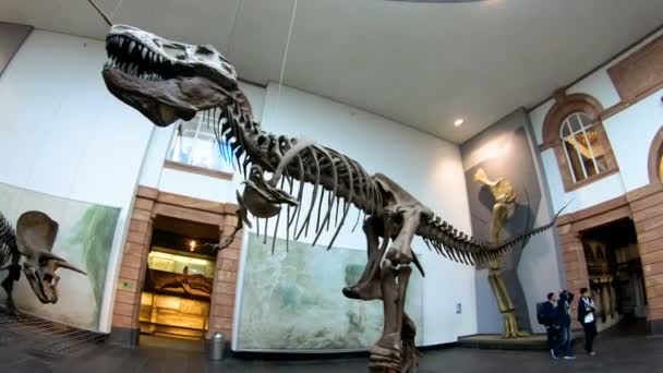Berlín Alemania Berlín Mayo 2018 Museo Historia Natural Escaparate Muchos — Vídeo de stock