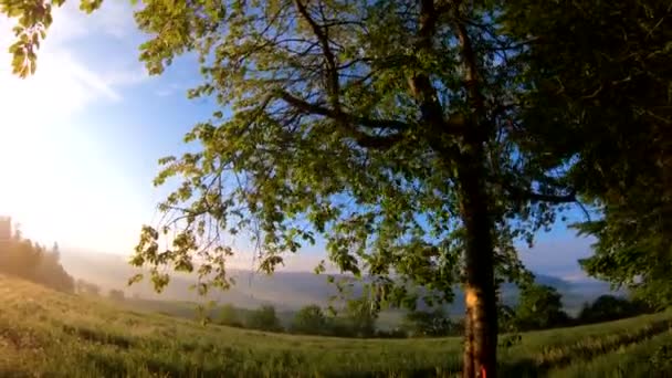 Durante Primavera Clima Frio Fresco Estão Explorando Floresta Luz Sol — Vídeo de Stock