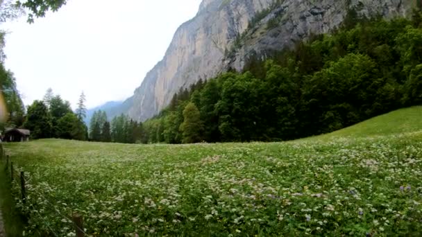 Forest Çiçek Alan Moritz Engadine Vadisi Sviçre Bahar Döneminde Hava — Stok video