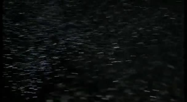 Weiße Flocken Schweben Der Luft Auf Schwarzem Hintergrund Ideal Für — Stockvideo