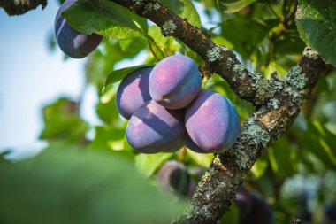 Birkaç olgun mor Erik organik yetiştirilen meyve dalında asılı