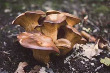 Moss ile ve kuru ormanda büyüyen yabani mantar yere bırakır