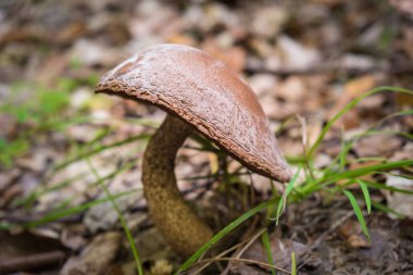 Moss ile ve kuru ormanda büyüyen yabani mantar yere bırakır