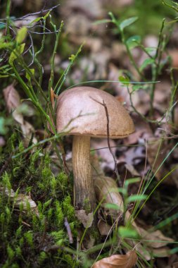 Moss ile ve kuru ormanda büyüyen yabani mantar yere bırakır