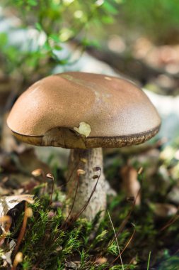 Moss ile ve kuru ormanda büyüyen yabani mantar yere bırakır