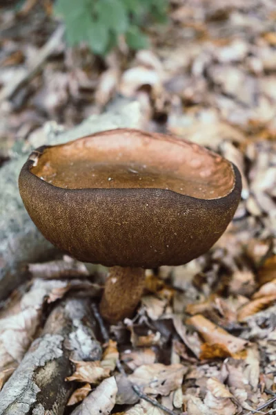 Vild Svamp Växer Skogen Med Mossa Och Torra Löv Marken — Stockfoto