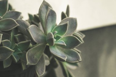 Dekoratif sulu bitki yakın arkaplan