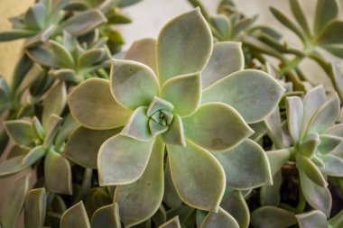 Dekoratif sulu bitki yakın arkaplan