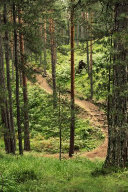 Ormandan geçen yürüyüş yolu.
