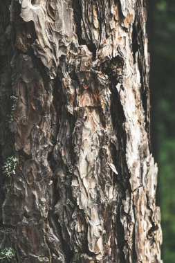 Pinus Sylvestris gövdesi kaba desenli ağaç kabuğuyla kapanır.