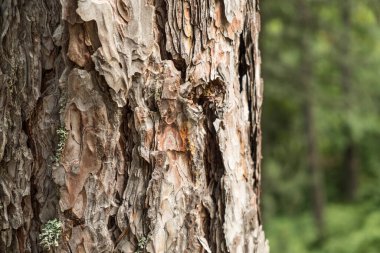 Pinus sylvestris trunk close up with rough textured bark clipart