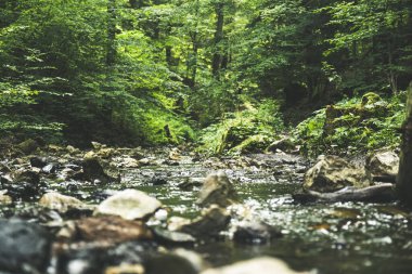 Dağ deresi ormanda akıyor.