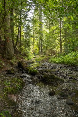 Dağ deresi ormanda akıyor.