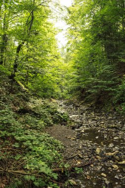Dağ deresi ormanda akıyor.