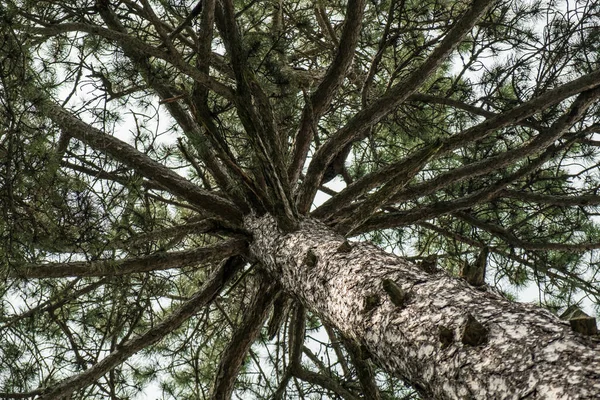 Mahkota Pohon Pinus Dengan Tekstur Batang Kasar Dan Cabang — Stok Foto