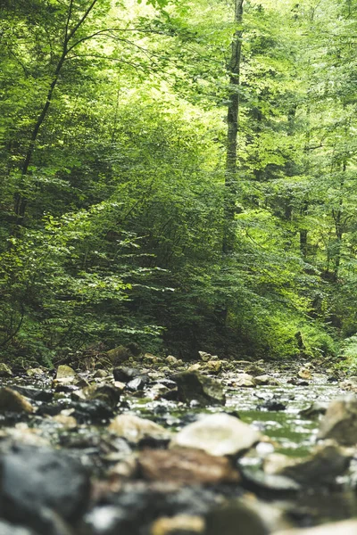 Gebirgsbach Fließt Durch Den Wald — Stockfoto