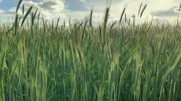 Grama de trigo verde soprando no vento — Vídeo de Stock