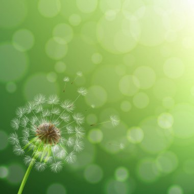 Karahindiba ve yaz arka plan degrade kafes, vektör Illustratio ile