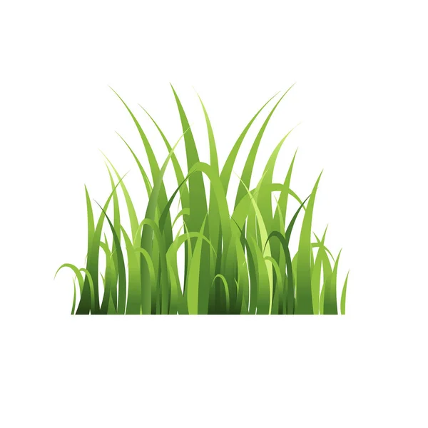 Green Grass Isolated Vector Illustration — Stock Vector