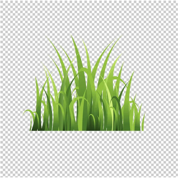 Green Grass Isolated Transparent Background Vector Illustration — Stock Vector