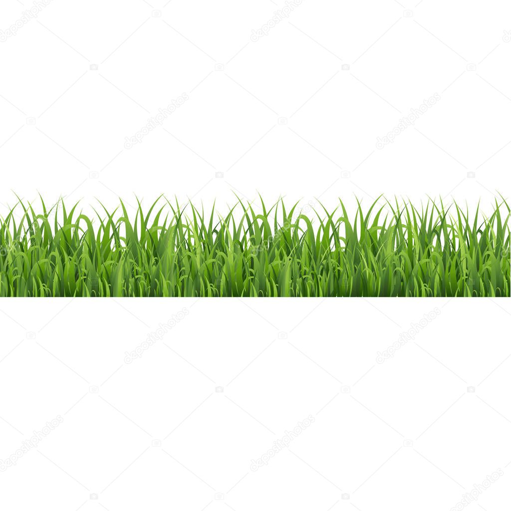 Green Grass Border Isolated White Background, Vector Illustration